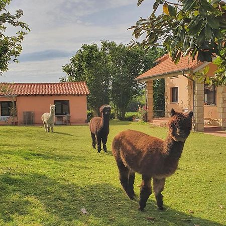 Hotel 3 Alpacas La Campa Bagian luar foto