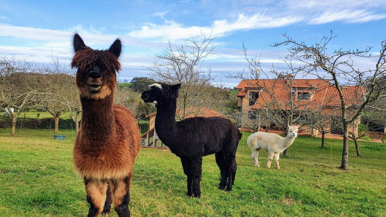 Hotel 3 Alpacas La Campa Bagian luar foto