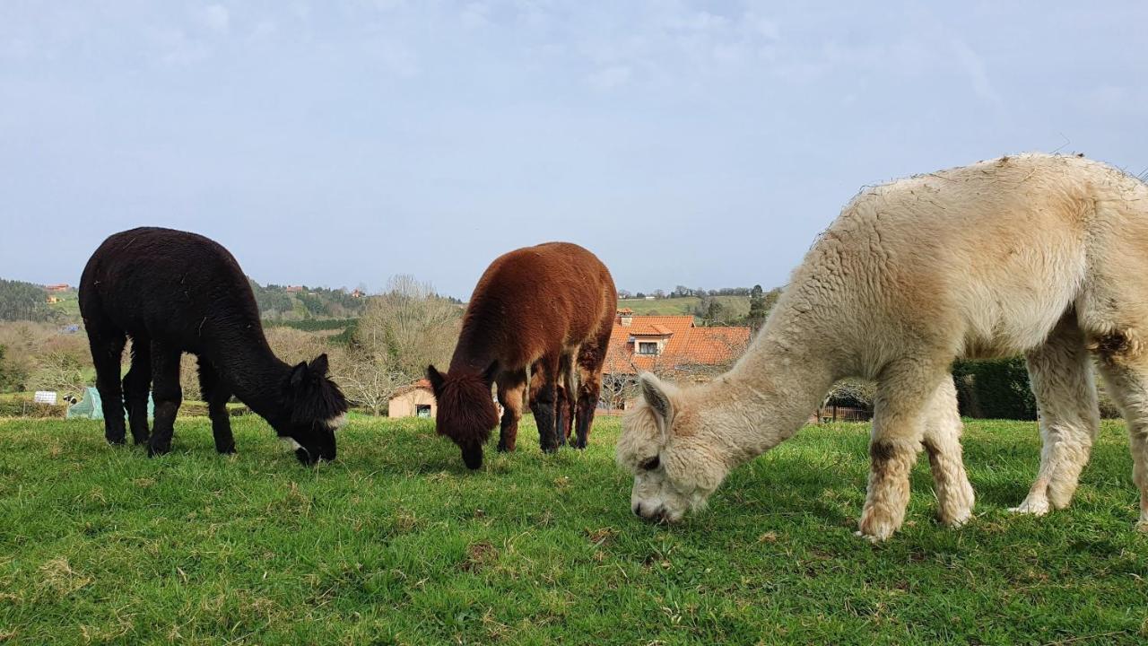 Hotel 3 Alpacas La Campa Bagian luar foto
