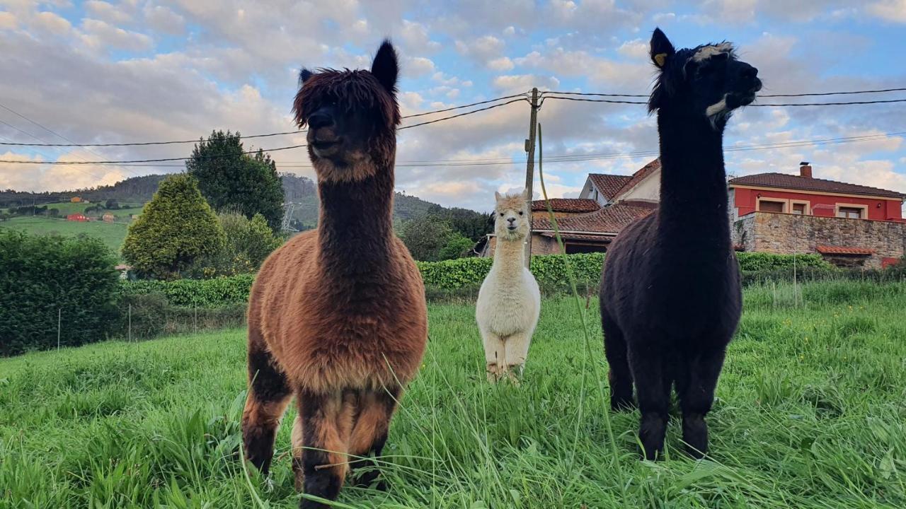 Hotel 3 Alpacas La Campa Bagian luar foto