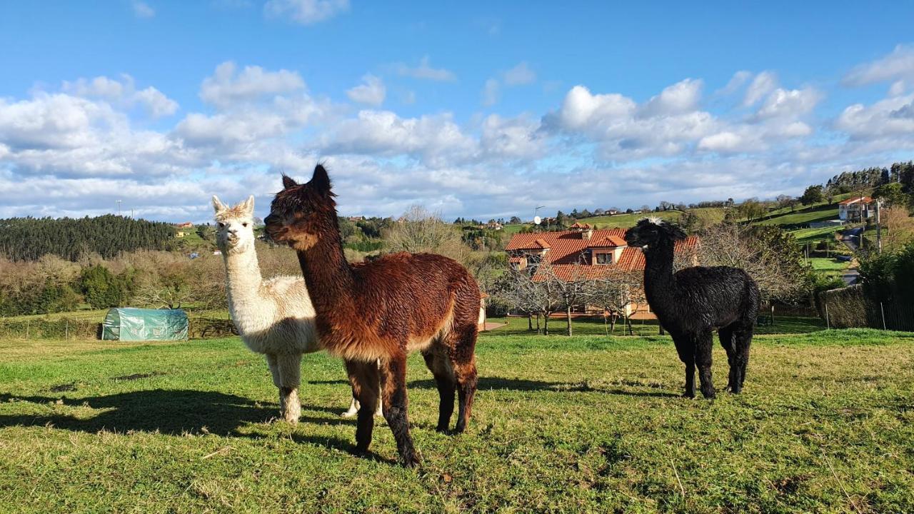 Hotel 3 Alpacas La Campa Bagian luar foto