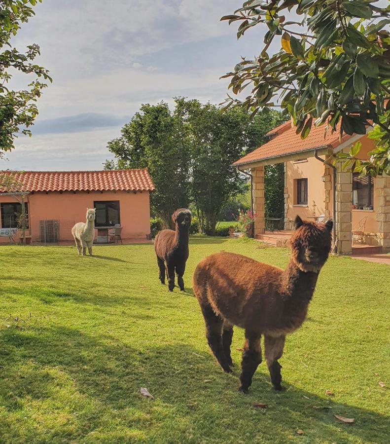 Hotel 3 Alpacas La Campa Bagian luar foto