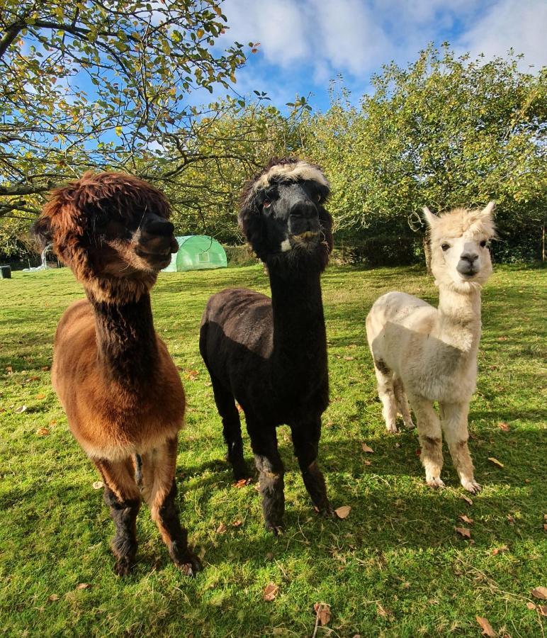 Hotel 3 Alpacas La Campa Bagian luar foto