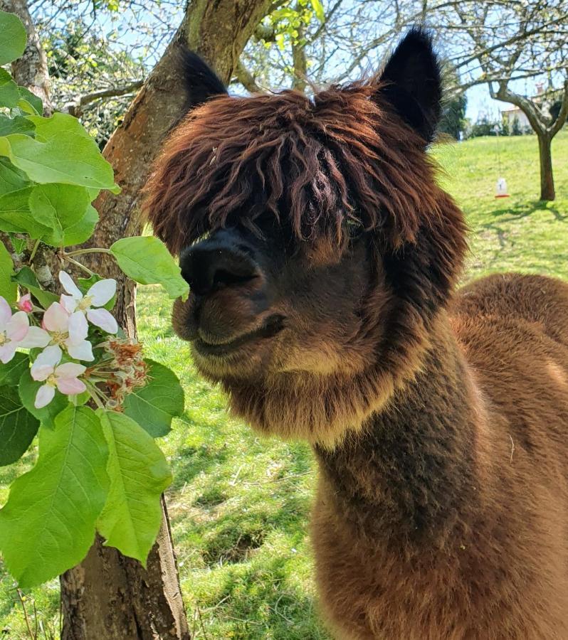 Hotel 3 Alpacas La Campa Bagian luar foto