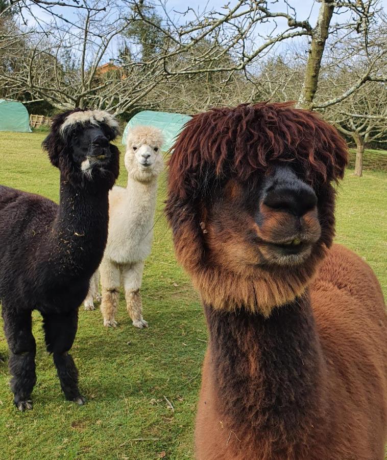 Hotel 3 Alpacas La Campa Bagian luar foto