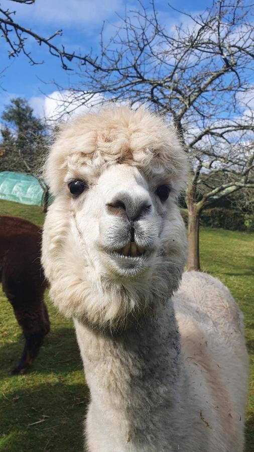 Hotel 3 Alpacas La Campa Bagian luar foto