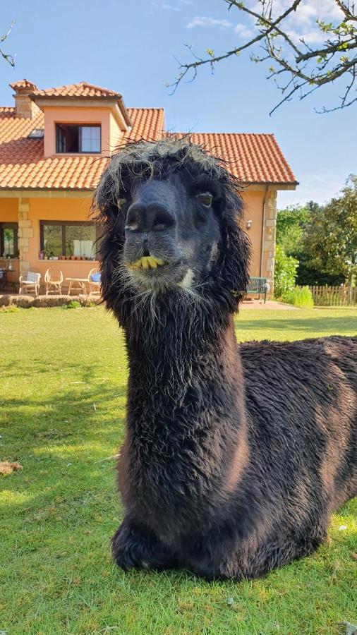 Hotel 3 Alpacas La Campa Bagian luar foto