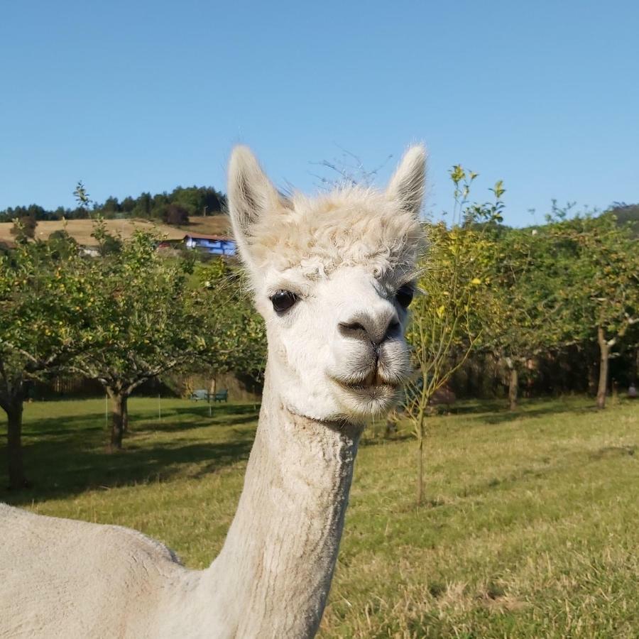 Hotel 3 Alpacas La Campa Bagian luar foto